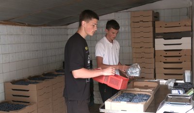 Демобілізований військовий з Волині Олександр Дігалевич вирощує лохину Демобілізований військовий з Волині Олександр Дігалевич вирощує лохину