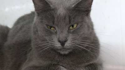 У хмельницькому притулку половина котів з прифронтових територій: тварин евакуюють та шукають їм родини У хмельницькому притулку половина котів з прифронтових територій: тварин евакуюють та шукають їм родини