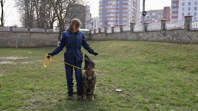 кінолог, тренування собак кінолог, тренування собак