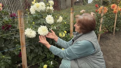 Світлана показує білі пишні жоржини Світлана показує білі пишні жоржини