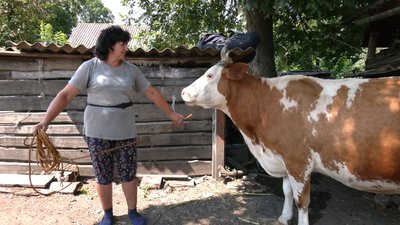 У селах на Хмельниччині меншає корів: в чому причина У селах на Хмельниччині меншає корів: в чому причина