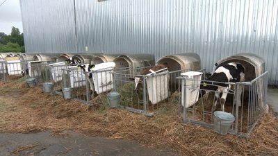 До 60 літрів молока на день: в чому секрет продуктивності корів на Чернігівщині До 60 літрів молока на день: в чому секрет продуктивності корів на Чернігівщині