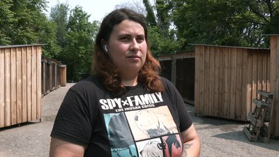 Собаки Собаки