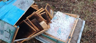 Тепла зима порушила сплячку ведмедів: на Буковині місцеві жителі фіксують появу ведмедя біля осель Тепла зима порушила сплячку ведмедів: на Буковині місцеві жителі фіксують появу ведмедя біля осель