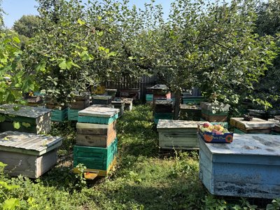 Продукції менше і ціни зросли: як урожай меду на Полтавщині вплинув на вартість Продукції менше і ціни зросли: як урожай меду на Полтавщині вплинув на вартість