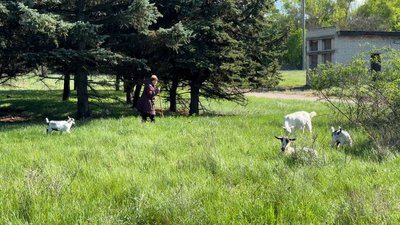 Олександра пасе кіз Костянтинівка Донецька область Олександра пасе кіз Костянтинівка Донецька область