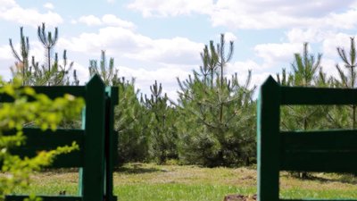 Фундук, жасмин, самшит та барбарис: у лісництві на Кіровоградщині понад 20 років вирощують саджанці Фундук, жасмин, самшит та барбарис: у лісництві на Кіровоградщині понад 20 років вирощують саджанці