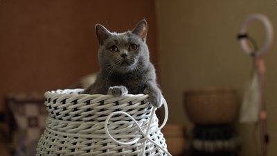 "Допомагає заспокоїтися": як черкащанка створює кашпо із ротанга