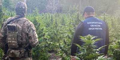 На Закарпатті двох чоловіків підозрюють у вирощуванні коноплі на суму близько 18 млн грн На Закарпатті двох чоловіків підозрюють у вирощуванні коноплі на суму близько 18 млн грн