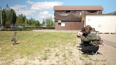 "Може вщипнути": гусак оселився на пляжі у Черкасах "Може вщипнути": гусак оселився на пляжі у Черкасах