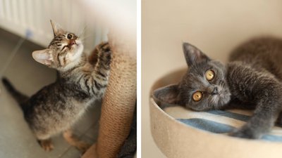 Пройшли адаптацію: у Черкасах шукають родини для кошенят та котів евакуйованих з фронту Пройшли адаптацію: у Черкасах шукають родини для кошенят та котів евакуйованих з фронту