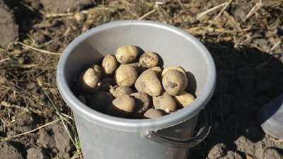 На Вінниччині освітяни збирають картоплю для шкіл та дитсадків На Вінниччині освітяни збирають картоплю для шкіл та дитсадків