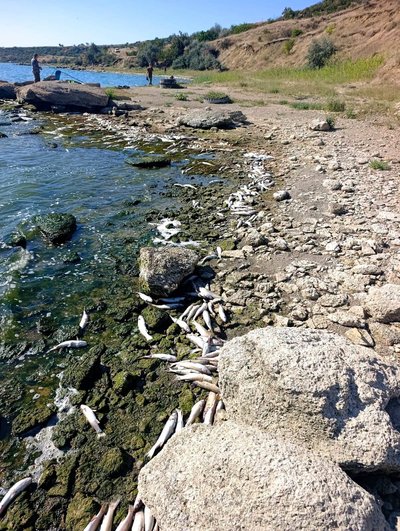 На Одещині дослідили воду Хаджибейського лиману після замору риби: що показали дослідження На Одещині дослідили воду Хаджибейського лиману після замору риби: що показали дослідження