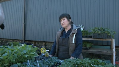 У Житомирі стартував продаж ранньої розсади: що купують і які ціни У Житомирі стартував продаж ранньої розсади: що купують і які ціни