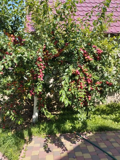 Маракуя, хурма, ківі, бананове дерево: чоловік на Рівненщині вирощує екзотичні дерева Маракуя, хурма, ківі, бананове дерево: чоловік на Рівненщині вирощує екзотичні дерева