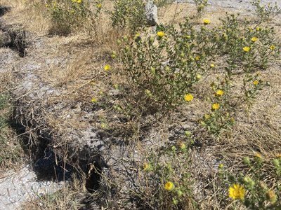 Ціна війни: який вплив на екологію та чому важливо думати про ріпак. Інтерв'ю з Дарцею Цимбалюк Ціна війни: який вплив на екологію та чому важливо думати про ріпак. Інтерв'ю з Дарцею Цимбалюк