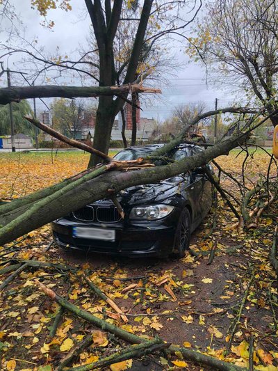 Дерево, яке впало на автомобіль Дерево, яке впало на автомобіль