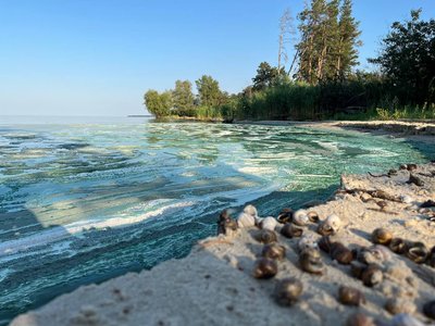 Цвітіння Дніпра у Черкасах: чи безпечно купатися у річці Цвітіння Дніпра у Черкасах: чи безпечно купатися у річці