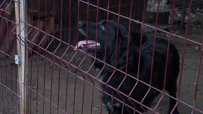У Кропивницький з Донеччини евакуювали двох собак, яких під обстрілами годував військовий У Кропивницький з Донеччини евакуювали двох собак, яких під обстрілами годував військовий