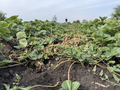 Не заробіток, а спосіб позбутися негативу: після фронту ветеран із Полтавщини зайнявся агробізнесом Не заробіток, а спосіб позбутися негативу: після фронту ветеран із Полтавщини зайнявся агробізнесом