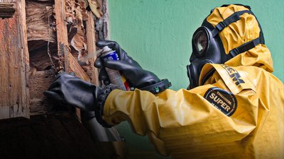 Шершнів на Буковині побільшало вдвічі: рятувальники виїжджали до дитсадків