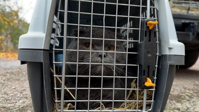 Евакуація тварин UAnimals Донецька область 9 листопада 2025 рік Евакуація тварин UAnimals Донецька область 9 листопада 2025 рік