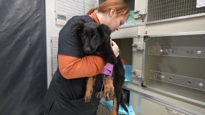 У Запоріжжі безоплатно лікують тварин після обстрілів У Запоріжжі безоплатно лікують тварин після обстрілів