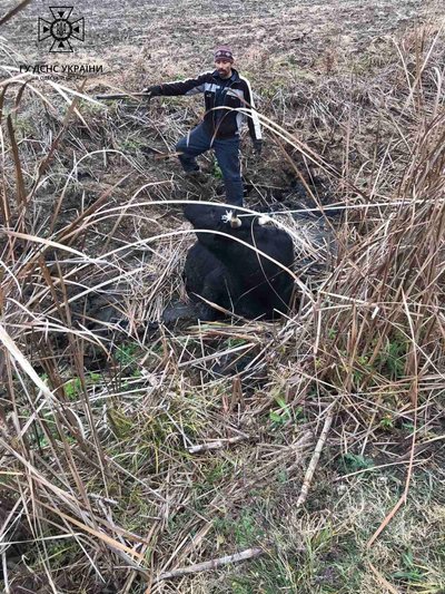 На Одещині врятували корову, яка провалилася в болото На Одещині врятували корову, яка провалилася в болото