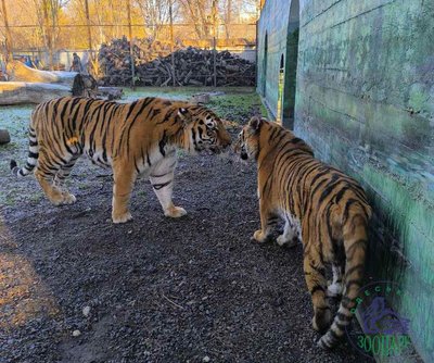 В Одеському зоопарку оголосили конкурс "Пара року": хто бере участь
