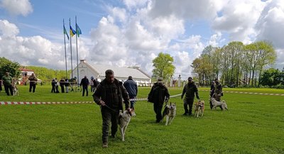 На Хмельниччині відбулась виставка мисливських собак На Хмельниччині відбулась виставка мисливських собак