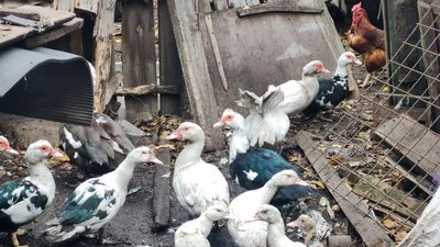 життя люди качки село Іжевка Костянтинівська громада Донецька область 11 листопада 2024 рік