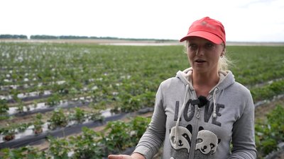 Має бути запашною, яскраво-червоного кольору та з зеленим хвостиком: як обрати смачну полуницю Має бути запашною, яскраво-червоного кольору та з зеленим хвостиком: як обрати смачну полуницю