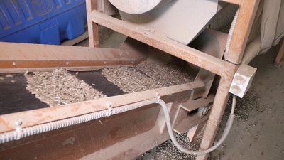 На Вінниччині вперше висадили міскантус: використовуватимуть для виробництва пелет та підстилки для тварин На Вінниччині вперше висадили міскантус: використовуватимуть для виробництва пелет та підстилки для тварин