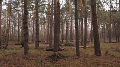 Безплатні дрова для людей: на 188 ділянках Чернігівщини люди можуть заготовити собі дрова Безплатні дрова для людей: на 188 ділянках Чернігівщини люди можуть заготовити собі дрова