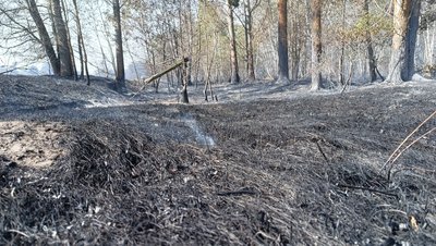 Лісова пожежа у Новосанжарській громаді знищила екосистеми - еколог Лісова пожежа у Новосанжарській громаді знищила екосистеми - еколог