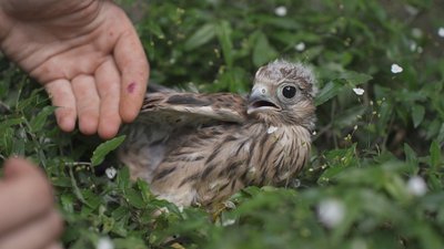 У вінницькому зоодворику виходжують двох соколят У вінницькому зоодворику виходжують двох соколят