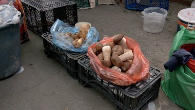 Сезон лісових грибів на Вінниччині: які продають та скільки коштують Сезон лісових грибів на Вінниччині: які продають та скільки коштують