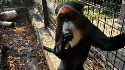 Мавпа Бразза у Луцькому зоопарку Мавпа Бразза у Луцькому зоопарку