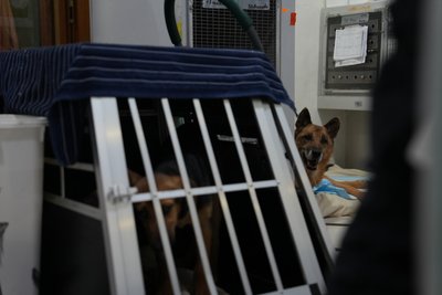 Собака в клітці та біля неї Собака в клітці та біля неї