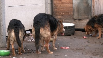 Безпритульні тварини: подружжя з Чернігова щодня годує 35 собак Безпритульні тварини: подружжя з Чернігова щодня годує 35 собак