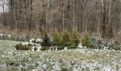 "До третини лісу доступу немає": як працюють у прикордонному лісництві на Сумщині
