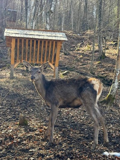 У нацпарку "Синевир" прокинулися ведмеді та розквітли первоцвіти У нацпарку "Синевир" прокинулися ведмеді та розквітли первоцвіти