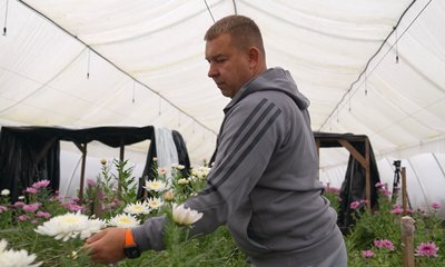 "Цей запах передає атмосферу свята й осені": родина з Черкащини вирощує хризантеми "Цей запах передає атмосферу свята й осені": родина з Черкащини вирощує хризантеми
