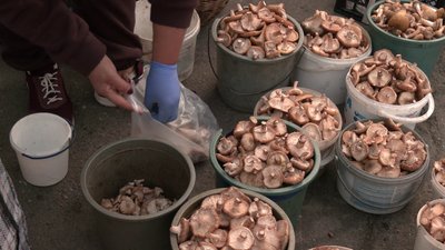 Білі, рижики та опеньки: що розповіли продавці та покупці про ціни на гриби на центральному ринку Рівного Білі, рижики та опеньки: що розповіли продавці та покупці про ціни на гриби на центральному ринку Рівного