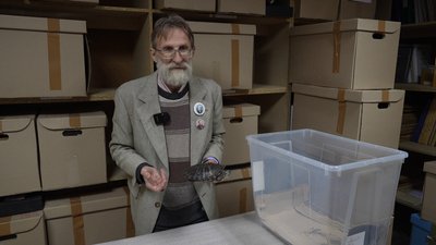 Херсон, краєзнавчий музей, черепаха, Михайло Підгайний