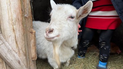 Коза Яна Дмитро-Дар’ївка Донецька область 17 грудня 2025 рік Коза Яна Дмитро-Дар’ївка Донецька область 17 грудня 2025 рік