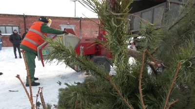 Просять не змішувати дерева з іншим сміттям: що комунальники Рівненської громади роблять із викинутими ялинками Просять не змішувати дерева з іншим сміттям: що комунальники Рівненської громади роблять із викинутими ялинками