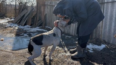 "Відв’язували з ланцюгів і забирали з собою". Ветлікарка з Донбасу вивезла майже 40 котів та собак до Дніпропетровщини "Відв’язували з ланцюгів і забирали з собою". Ветлікарка з Донбасу вивезла майже 40 котів та собак до Дніпропетровщини