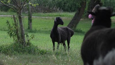 Новий житель з'явився у парку "Оствиця" на Рівненщині. Що про нього відомо Новий житель з'явився у парку "Оствиця" на Рівненщині. Що про нього відомо