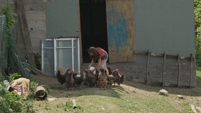 На Вінниччині восьмирічна дівчинка доглядає козеня Лукерію та допомагає родині на фермі На Вінниччині восьмирічна дівчинка доглядає козеня Лукерію та допомагає родині на фермі